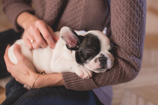 French Bulldog Puppies