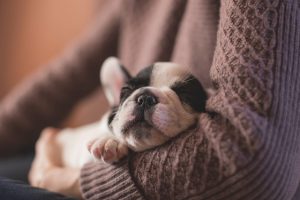 French Bulldog Puppies With Health Guarantee